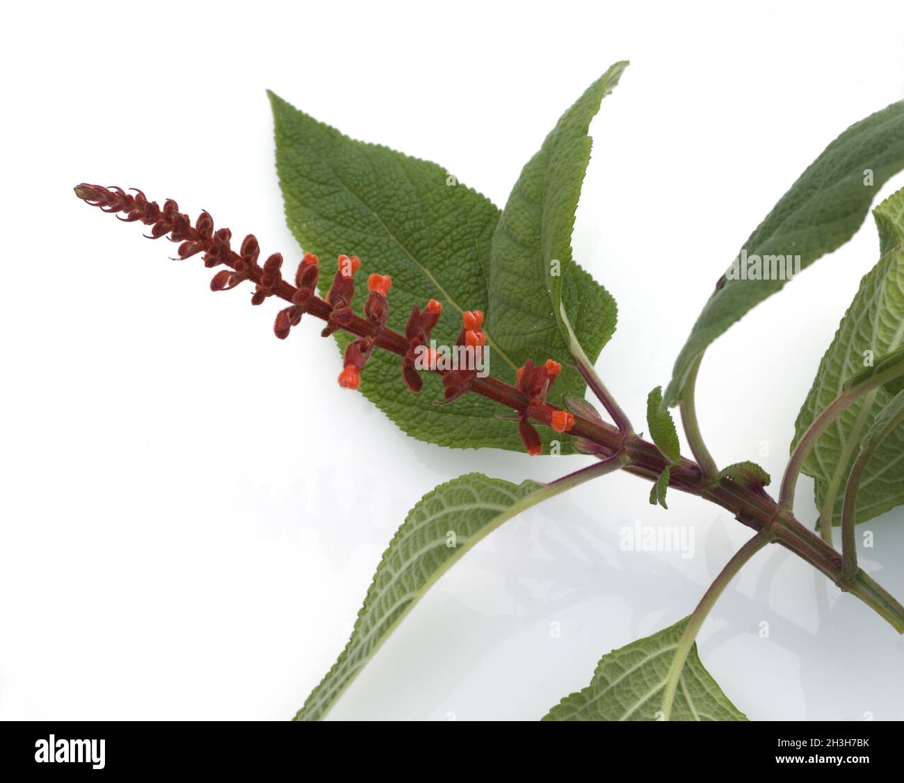 Sauge pressée, Salvia confertiflora Banque D'Images