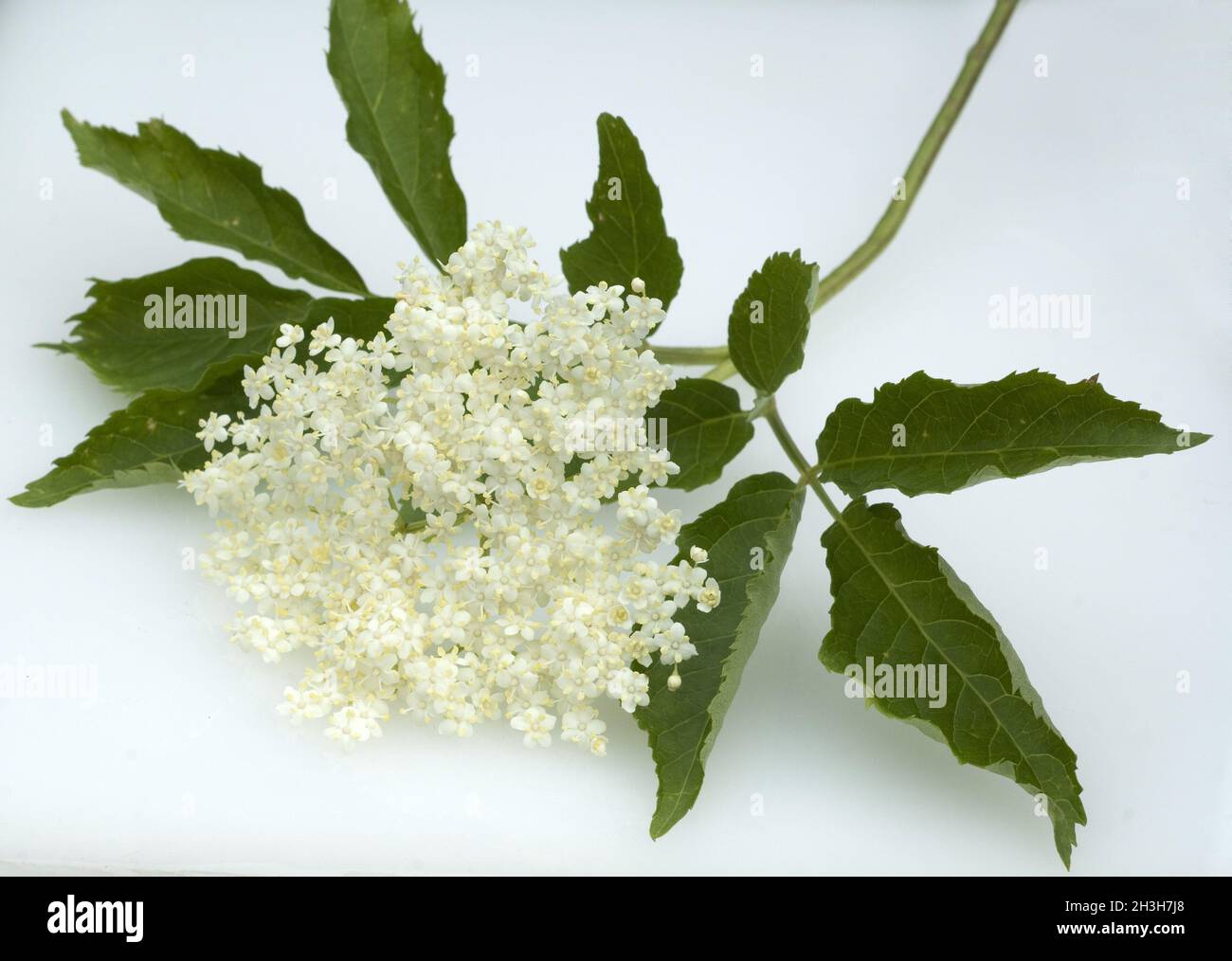 Fleurs de sureau; Sambucus; nigra Banque D'Images