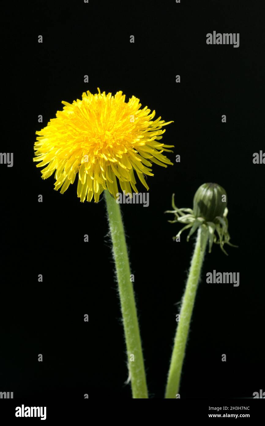 Loewenzahn; Taraxacum officinale Banque D'Images