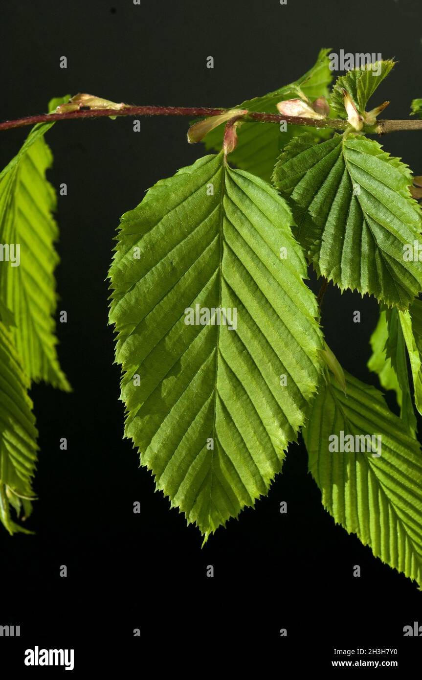 Feuilles de charme, Hornbeam, Carpinus betulus Banque D'Images