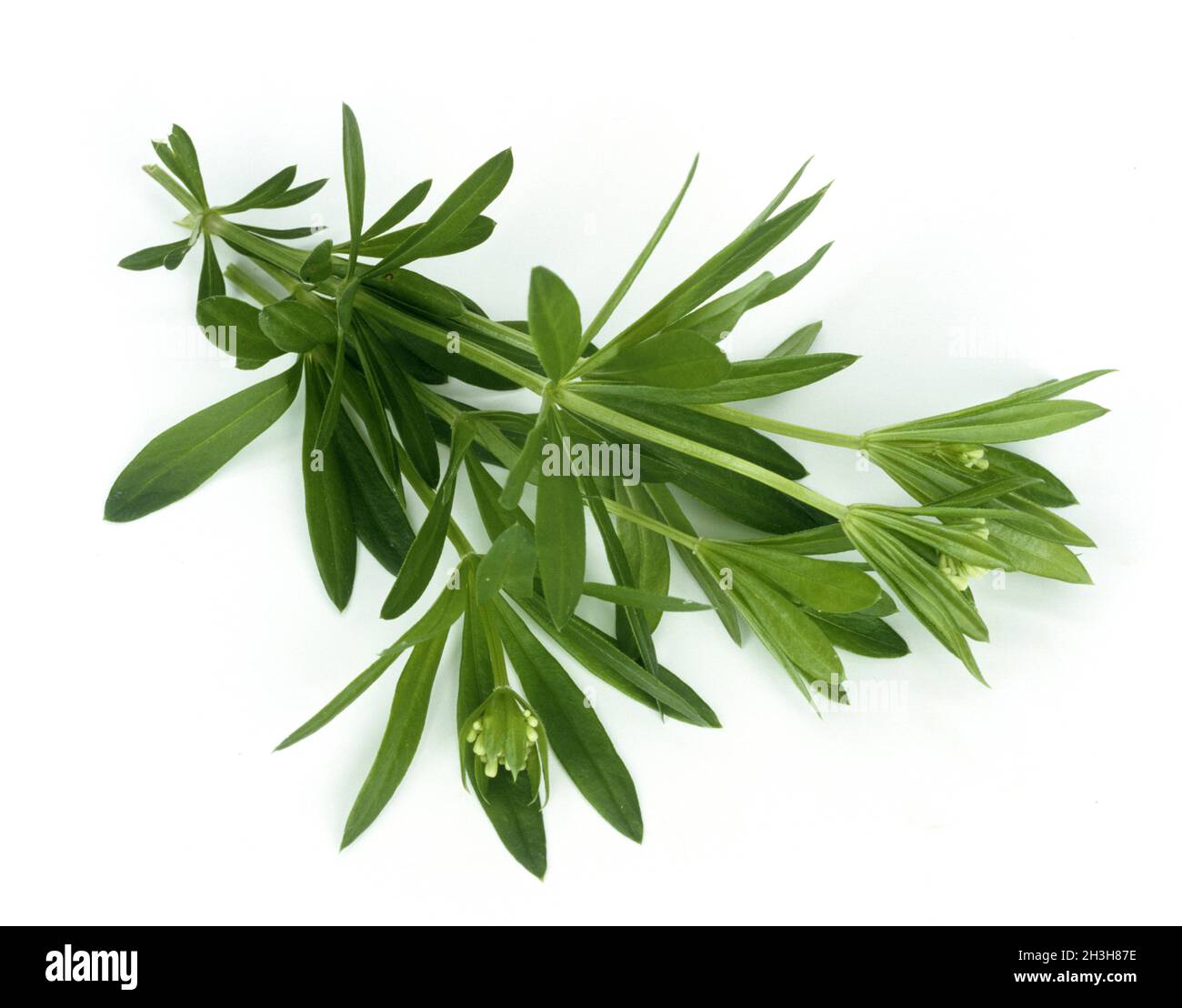 Woodruff ; Galium odoratum ; Banque D'Images