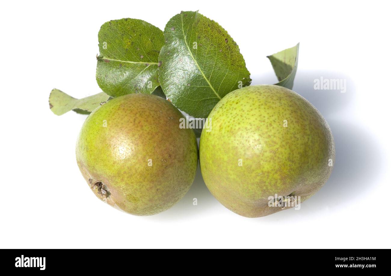 Poires sauvages, poires, Pyrus Banque D'Images