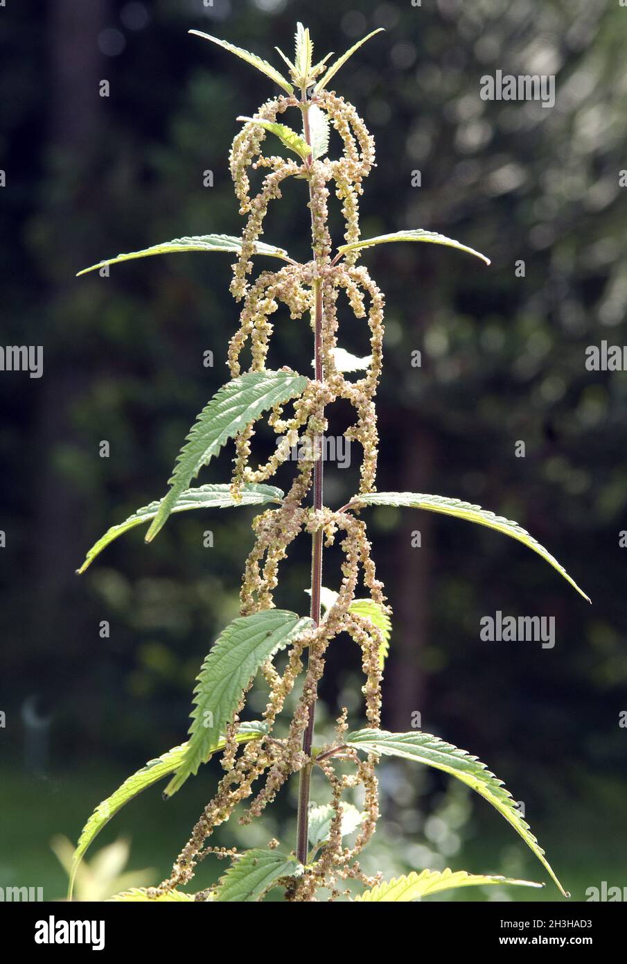 Reed Nettle Banque D'Images