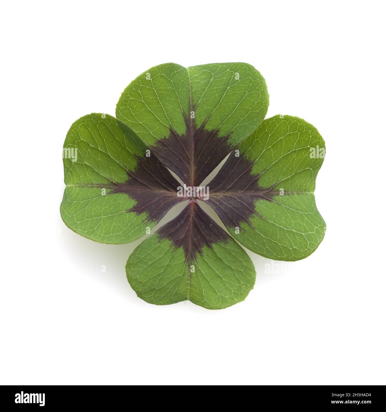 Quatre feuilles, feuille, comestible, trèfle chanceux, trèfle à quatre feuilles, Banque D'Images