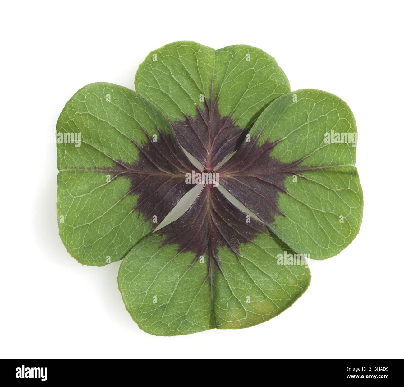 Quatre feuilles, feuille, comestible, trèfle chanceux, trèfle à quatre feuilles, Banque D'Images