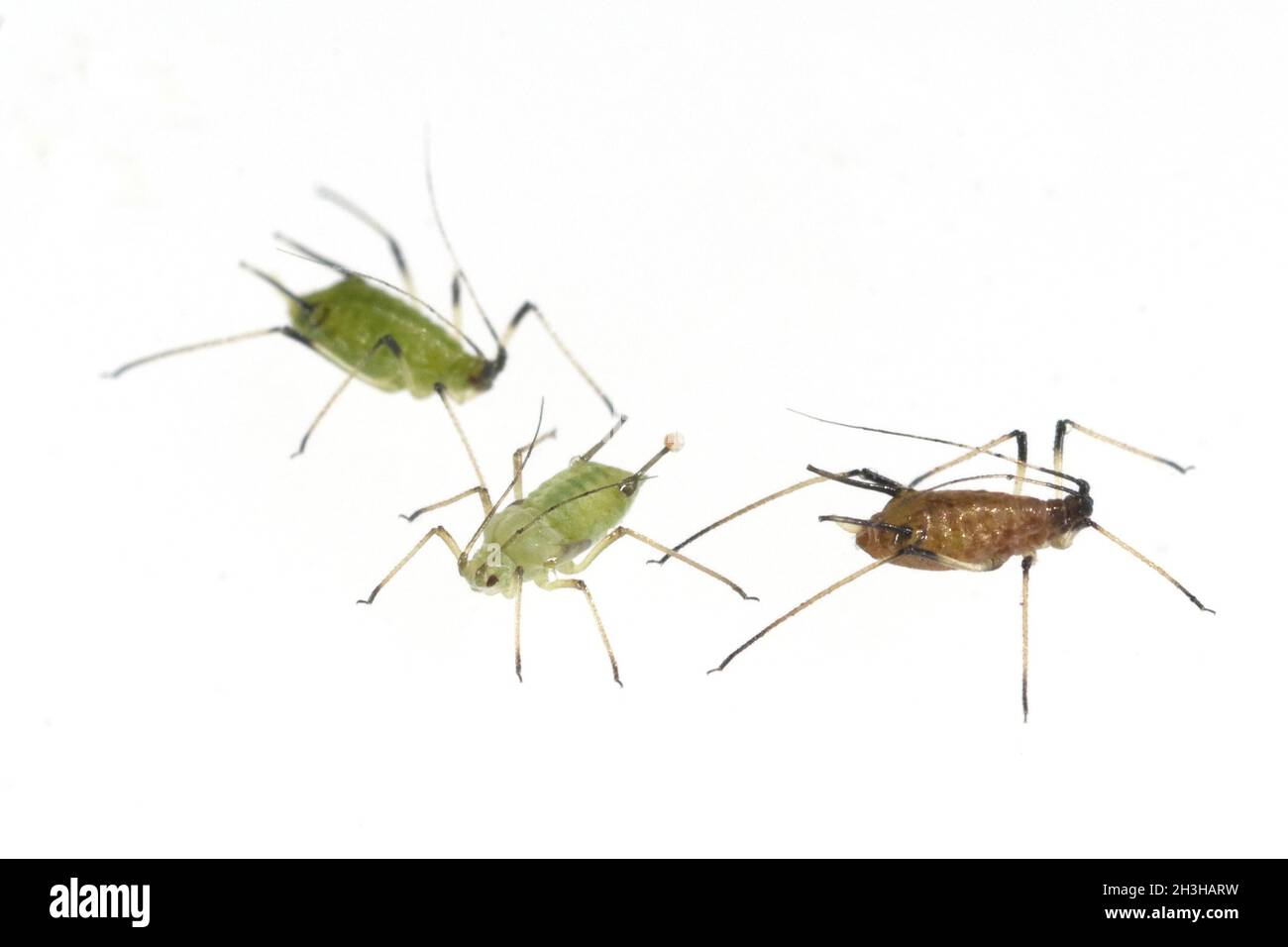 Aphid Banque D'Images