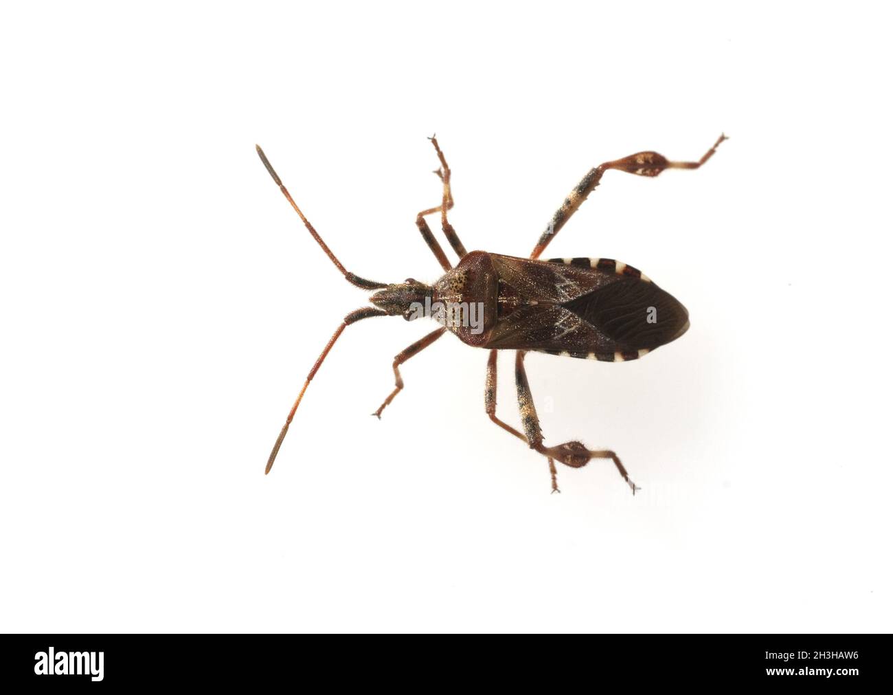 Américain, insecte cône, Leptoglossus, occidentalis, Banque D'Images