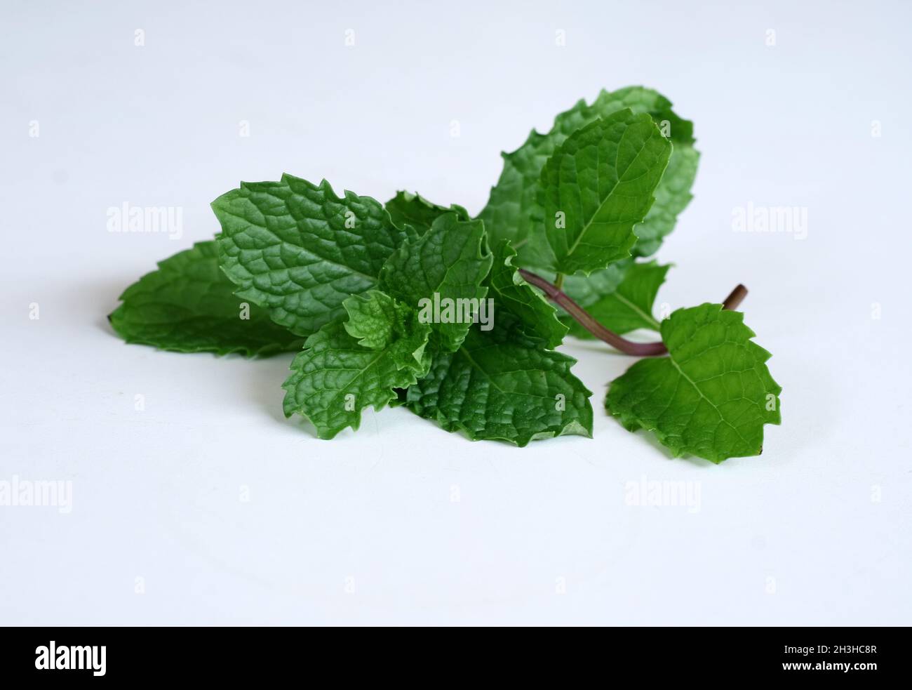 Les feuilles de menthe sur fond blanc. Banque D'Images