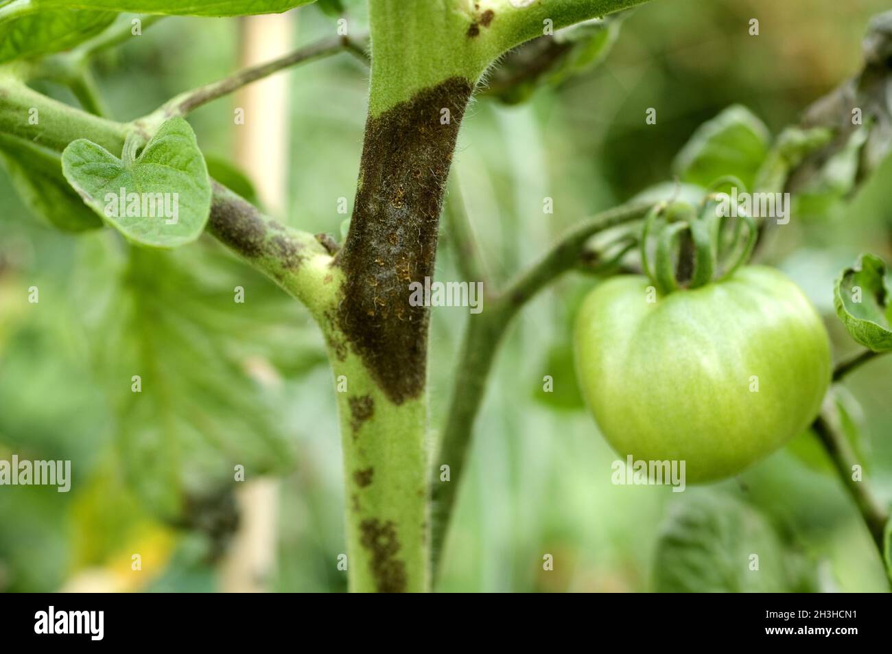 Pourriture du chou; pourriture brune, tomates Banque D'Images