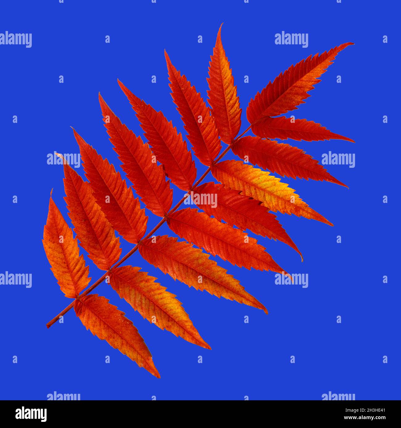 Arbre de vinaigre, Rhus, hirta, feuillage d'automne, Banque D'Images