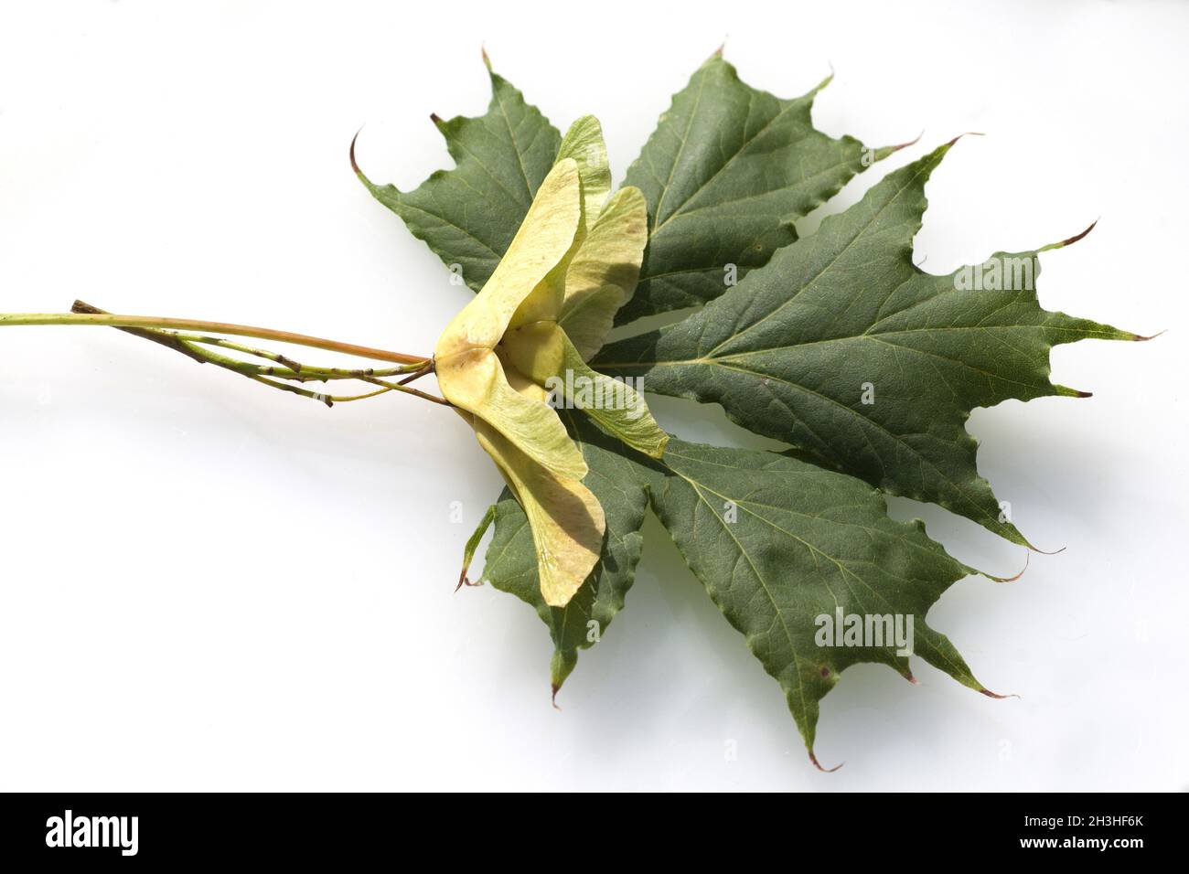 Érable de Norvège à feuilles fendues, Banque D'Images