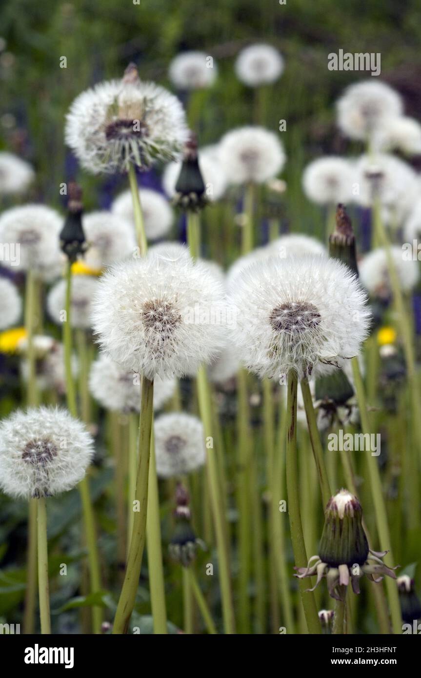 Pissenlit, Loewenzahn; Taraxacum officinale Banque D'Images