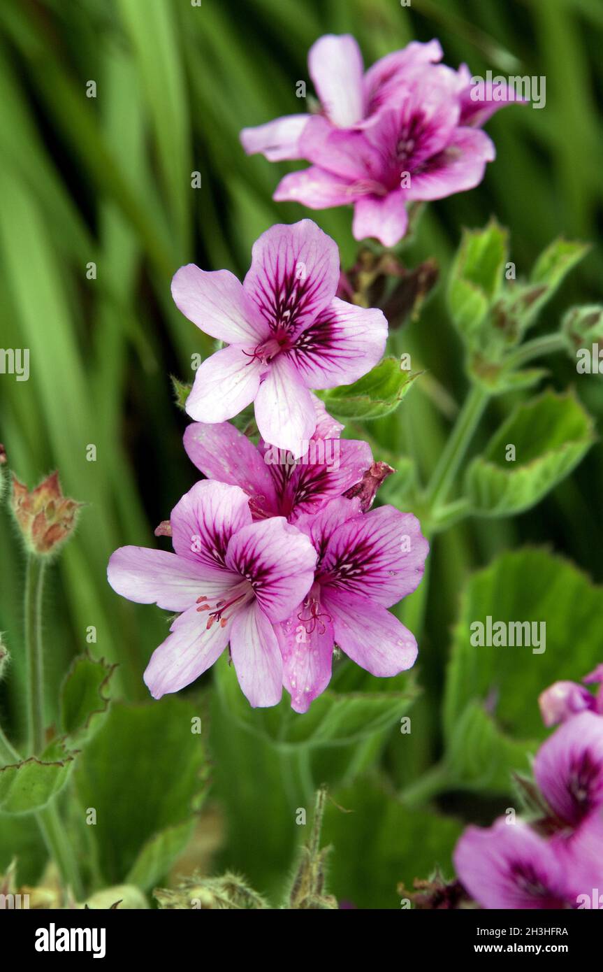 Pelargonium, blâ€°ttrige Ã capuchon Banque D'Images