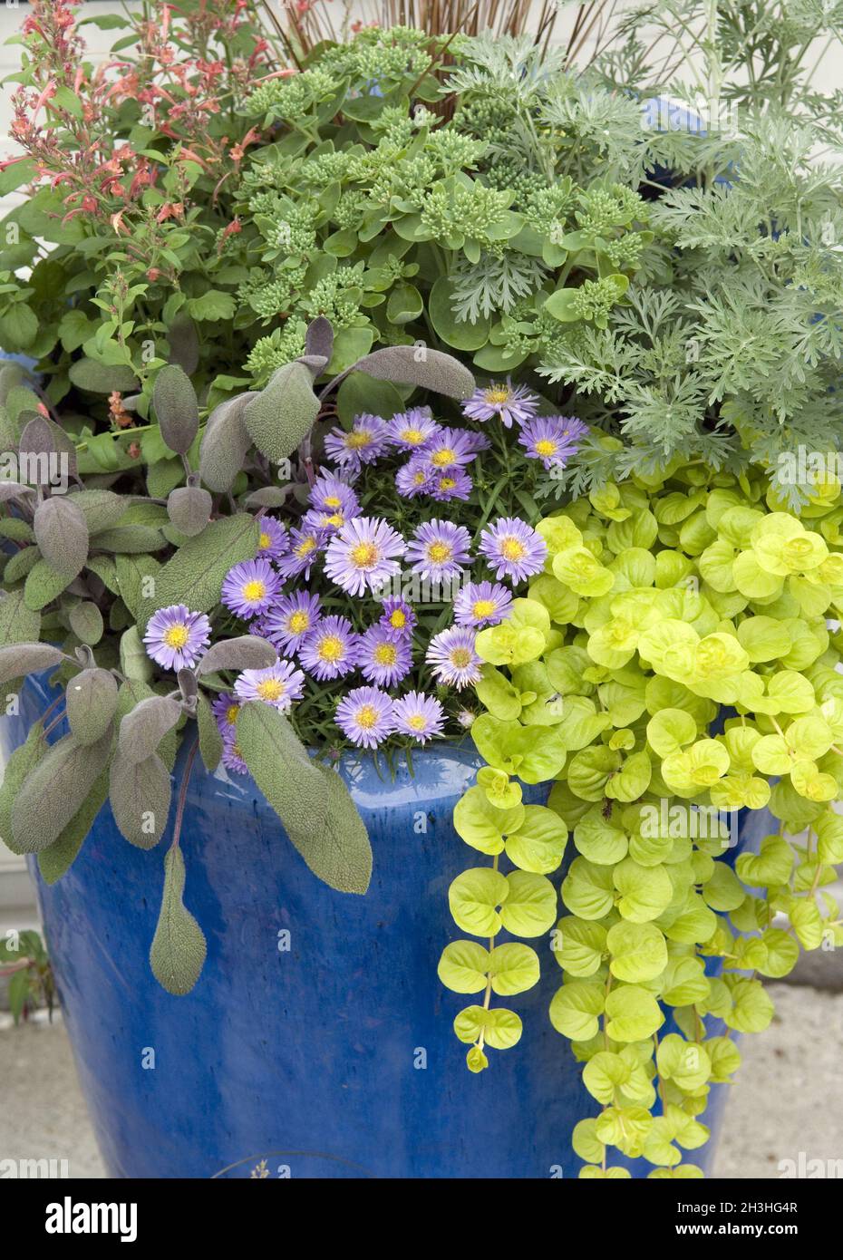 Pot de fleurs Banque D'Images