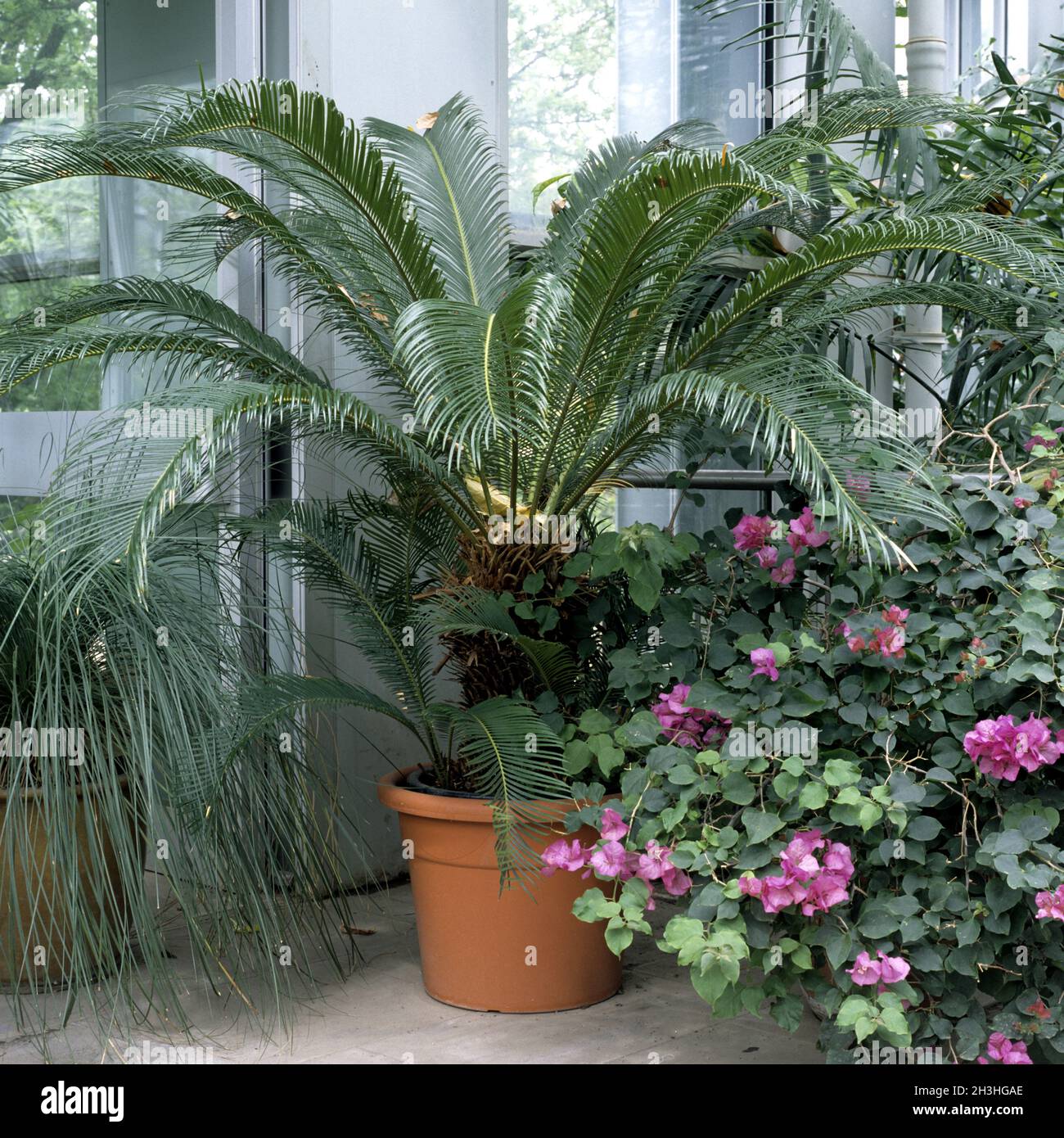 Fougère arborescente Banque D'Images