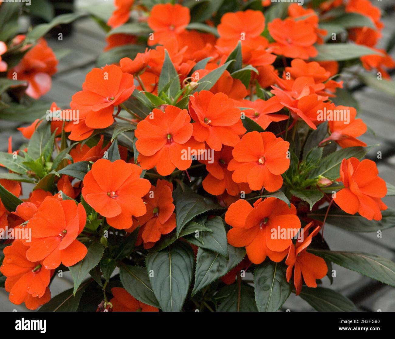 Impatiens nouvelle Guinée Banque D'Images