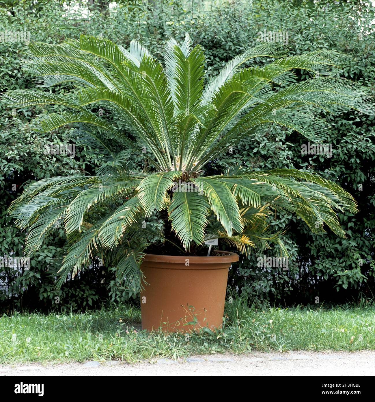 Fougère d'arbre; Cycas Revoluta Banque D'Images