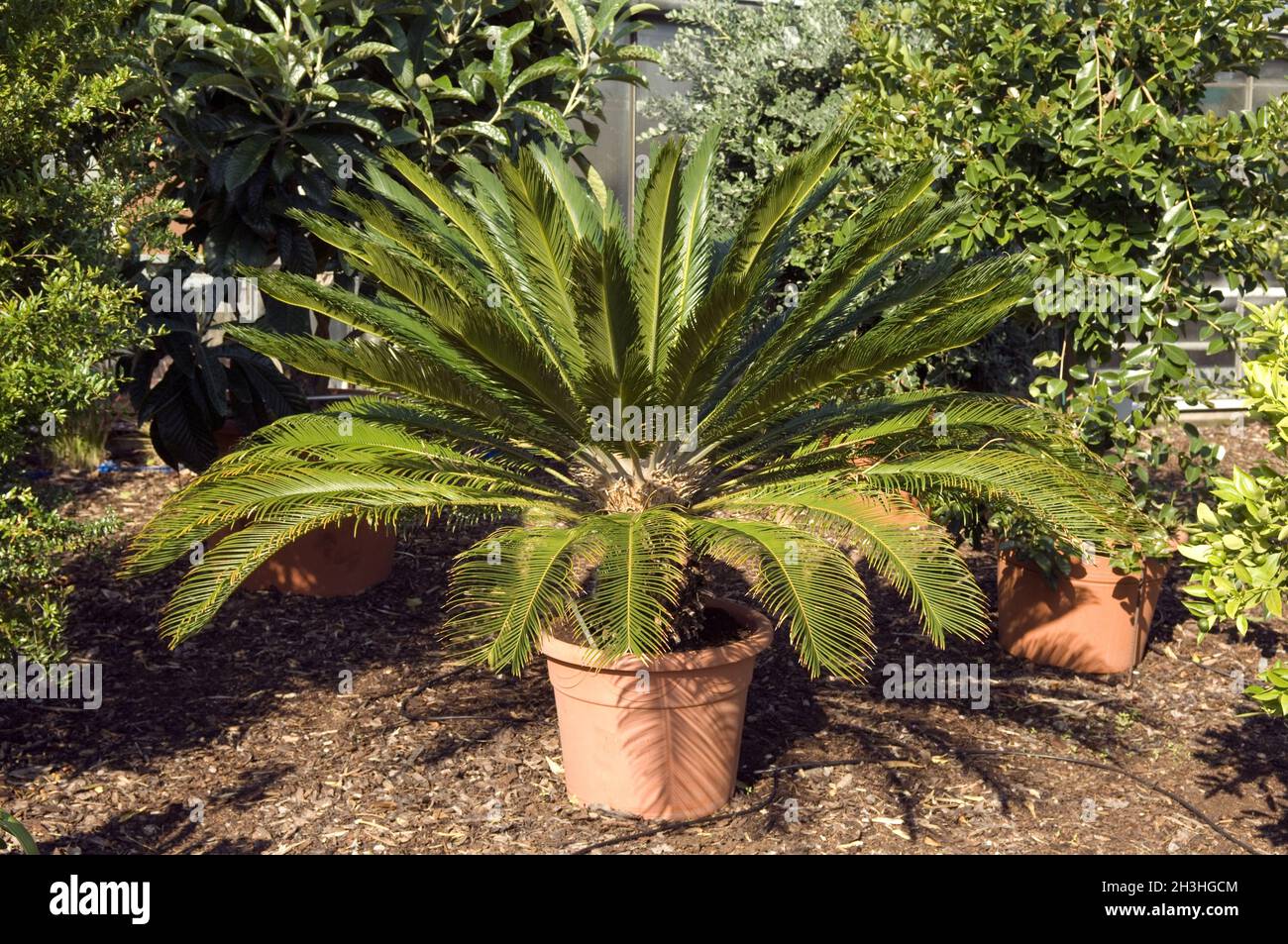 Sagopalmfarn ; Cycas revoluta Banque D'Images