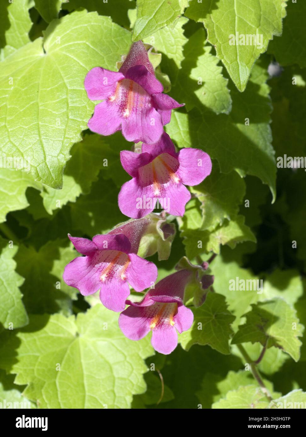 Gloxinia vignes, Asarina scandens, Banque D'Images