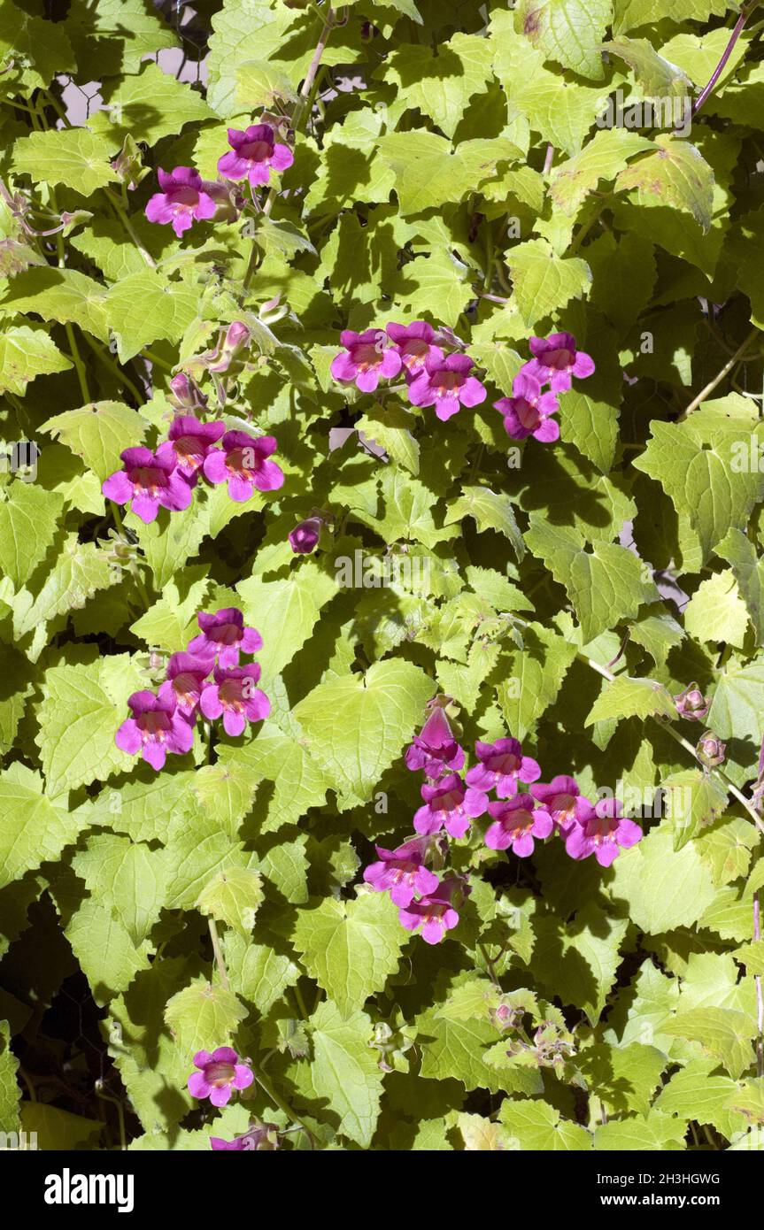 Gloxinia vignes, Asarina scandens, Banque D'Images