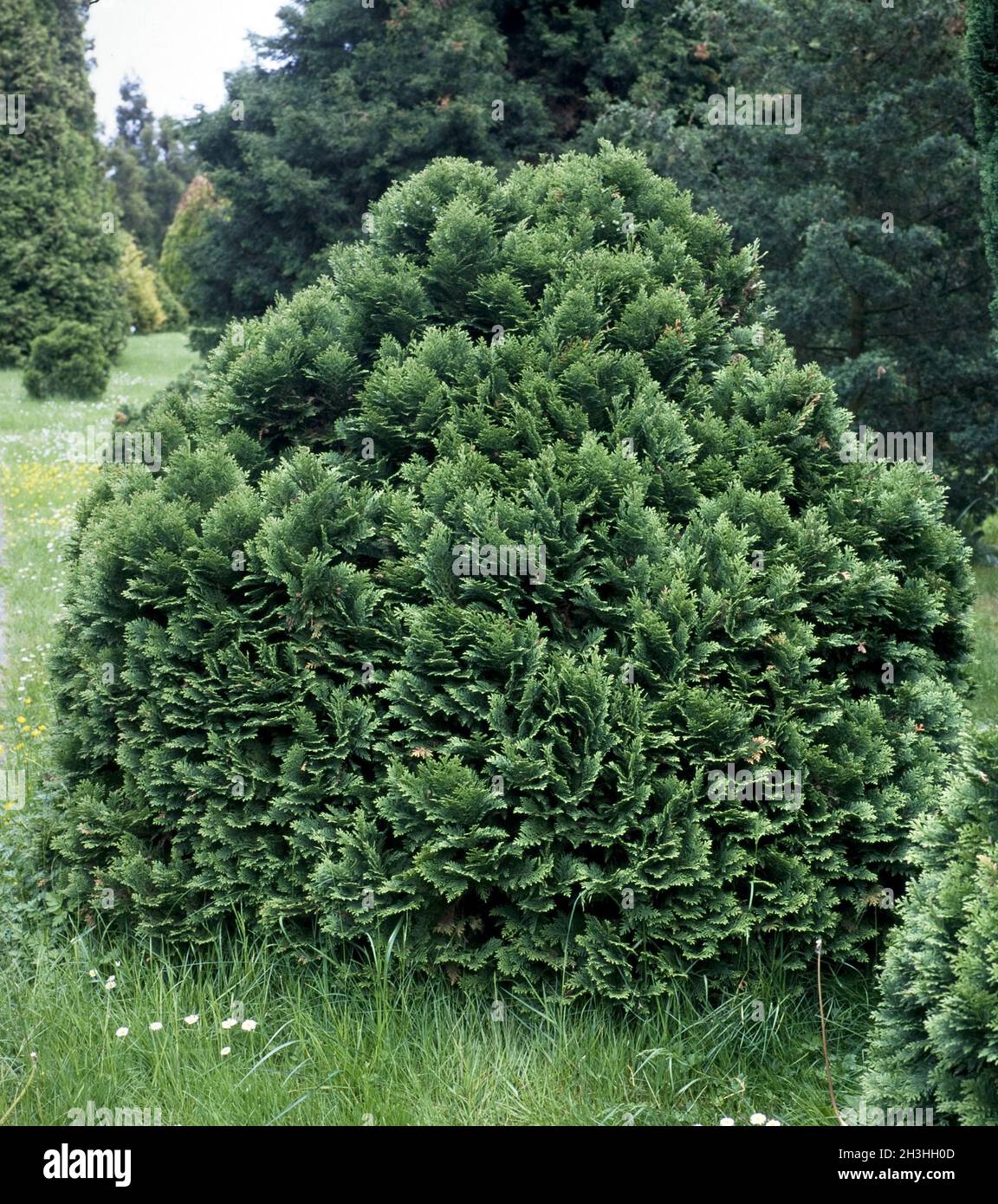 Fausse cyprès, Chamaecyparis, lawsoniana, espèce minima glauca Banque D'Images