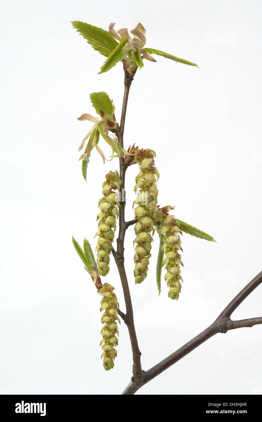 Charme ; Carpinus ; betulus ; Banque D'Images