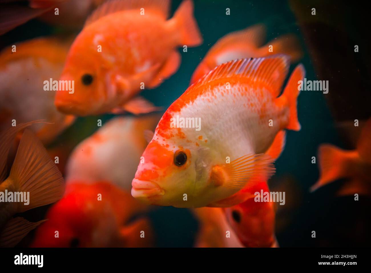 Aquarium d'eau douce avec des poissons Ttropical Banque D'Images