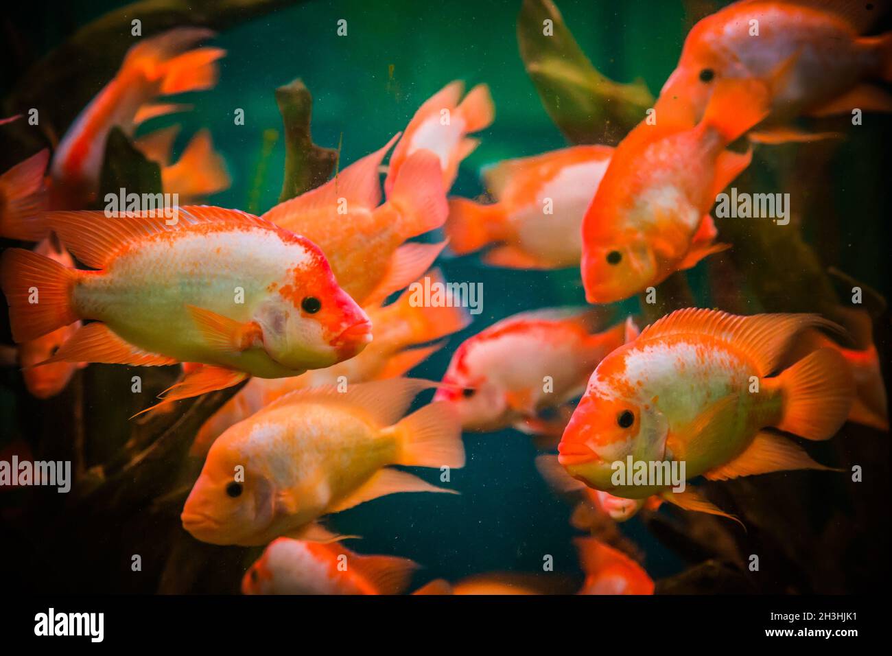Aquarium d'eau douce avec des poissons Ttropical Banque D'Images