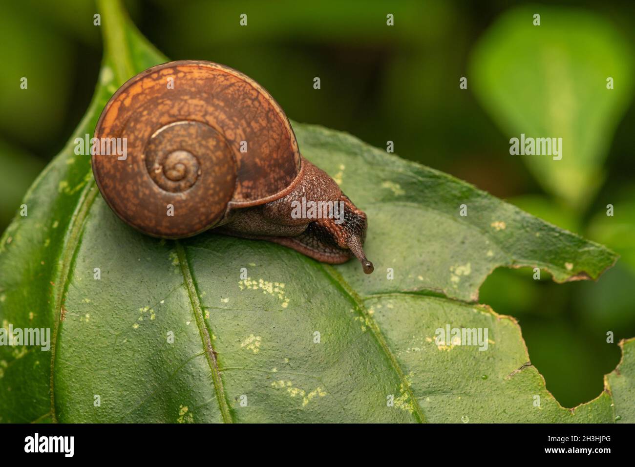 Pleurodonte guadeloupensis est une espèce d'escargot de terre tropical respirant l'air sur une plante verte Banque D'Images