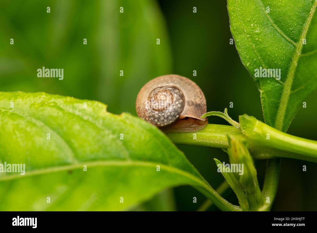 Pleurodonte guadeloupensis est une espèce d'escargot de terre tropical respirant l'air sur une plante verte Banque D'Images
