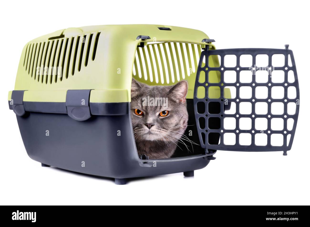 Chat en boîte Banque D'Images