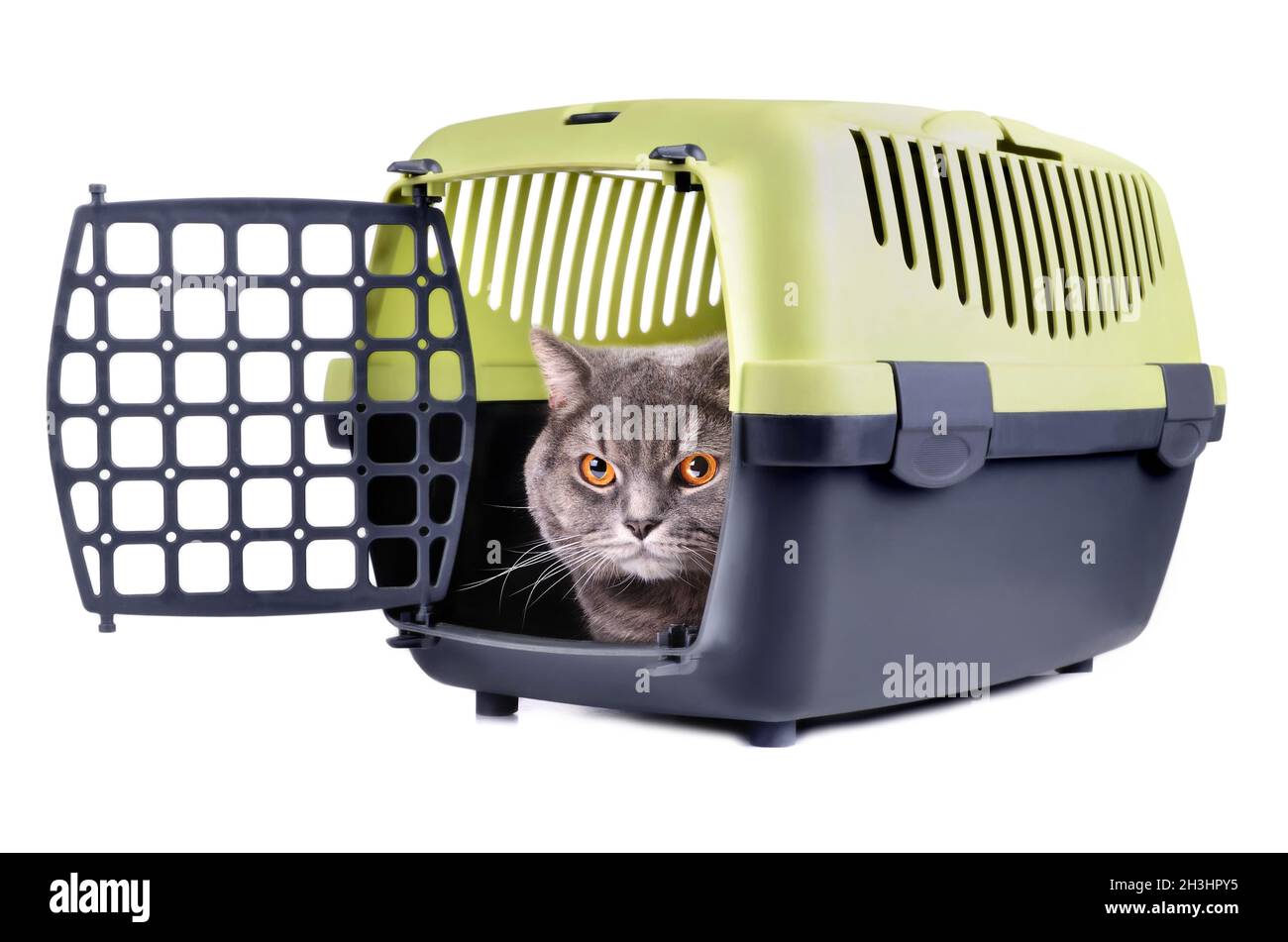 Boîte de transport avec Cat Banque D'Images