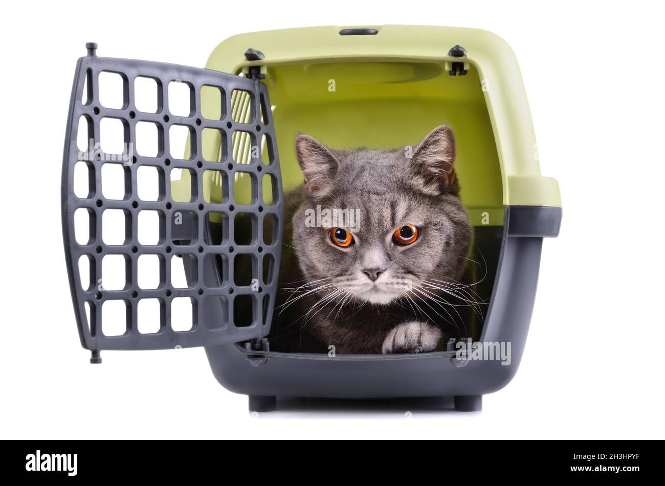 British Shorthair cat Banque D'Images