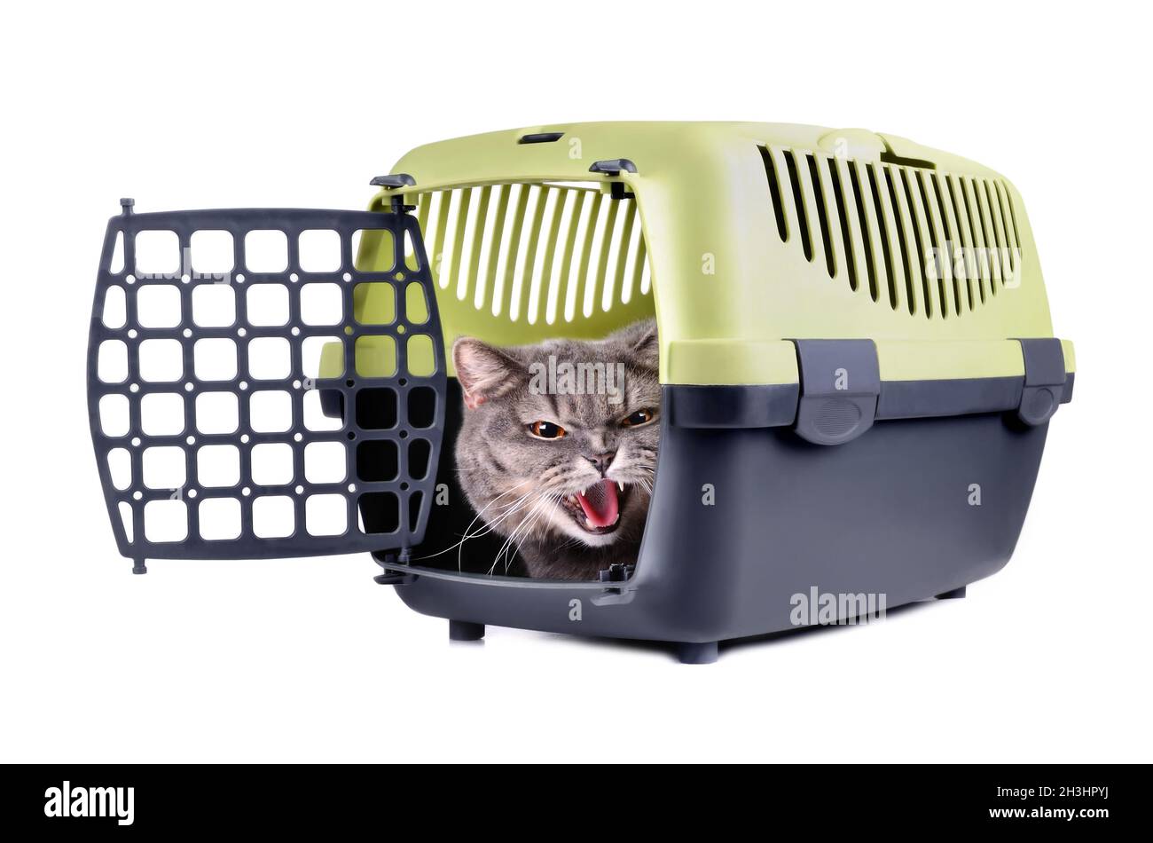 Cat dans la boîte de transport Banque D'Images