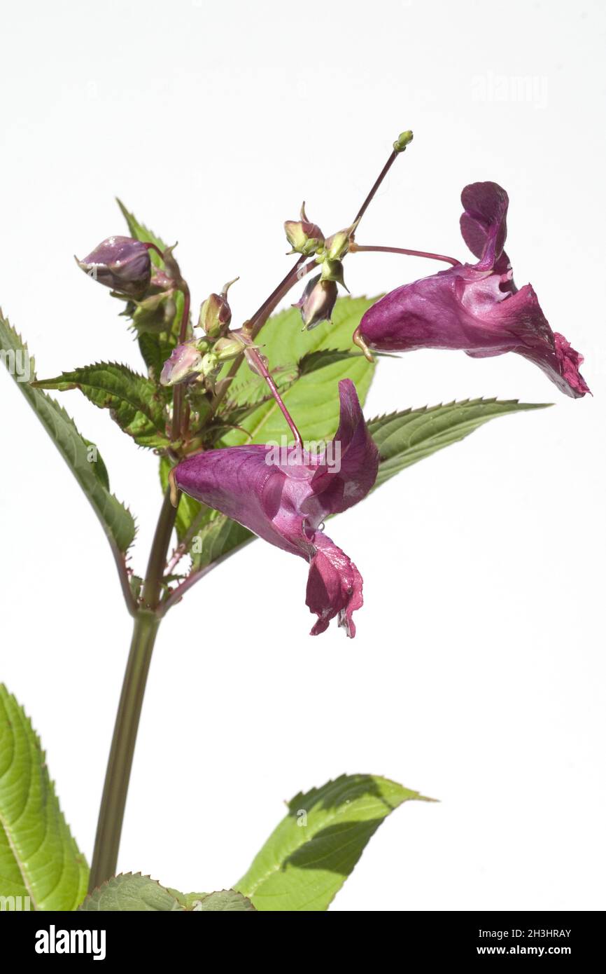 Druesiges ; Impatiens glandulifera, Springkraut ; Holly ; Bachbluetentherapie ; Banque D'Images