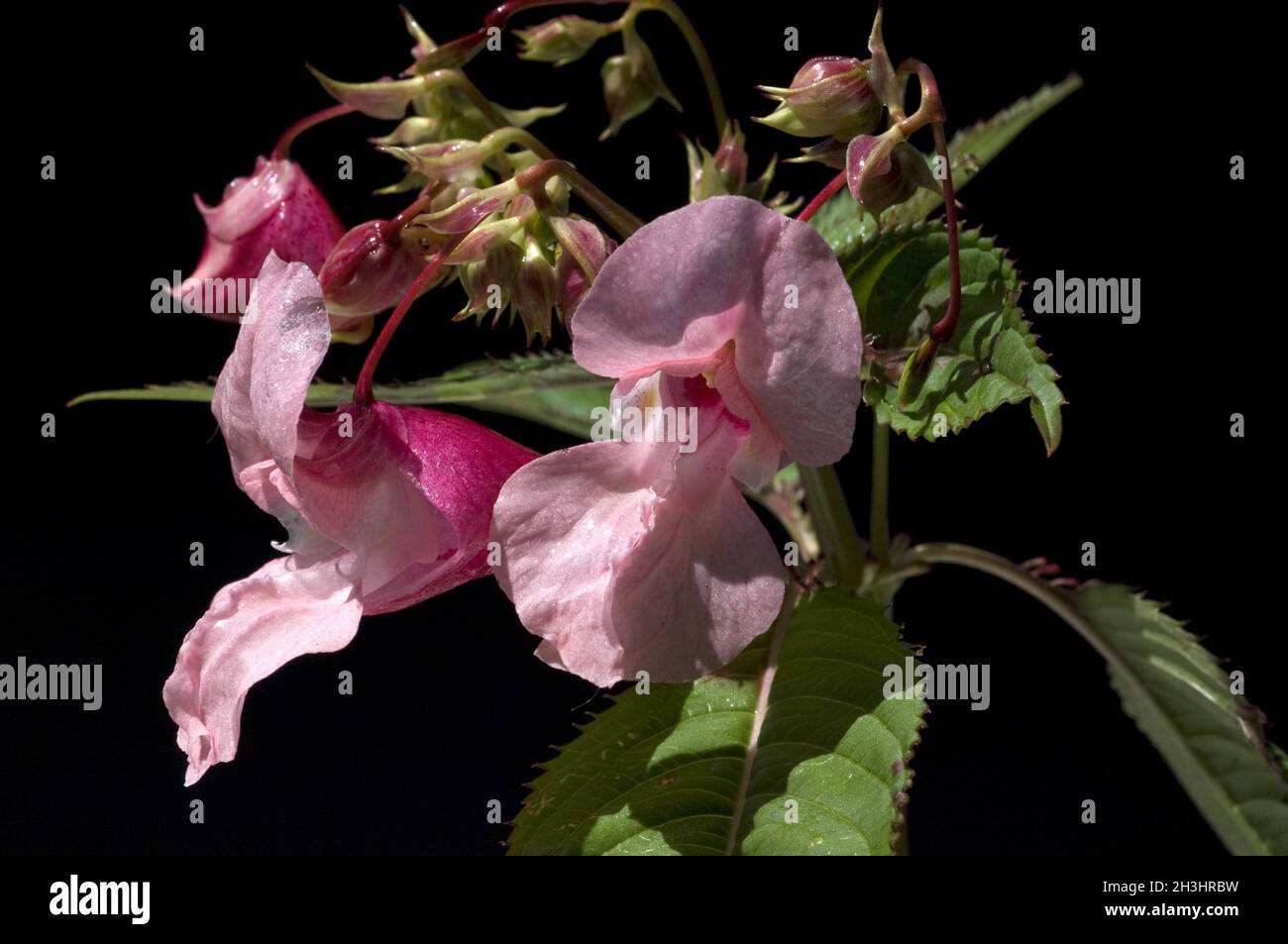 Druesiges ; Impatiens glandulifera, Springkraut ; Holly ; Bachbluetentherapie ; Banque D'Images