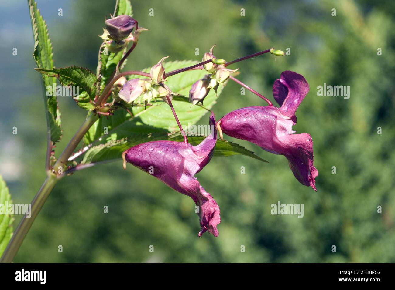 Druesiges ; Impatiens glandulifera, Springkraut ; Holly ; Bachbluetentherapie ; Banque D'Images