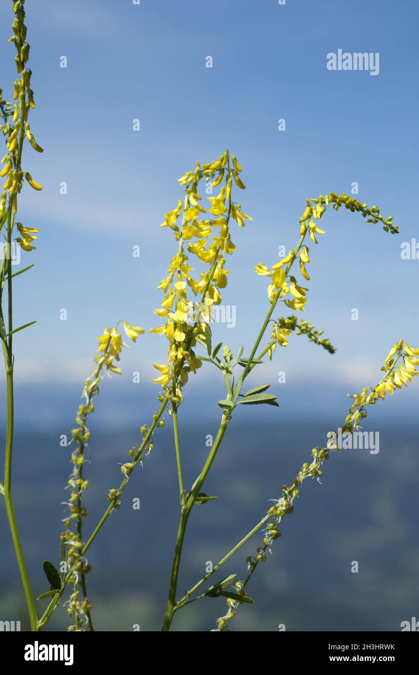 Steinklee ; Melilotus officinalis, ; Banque D'Images