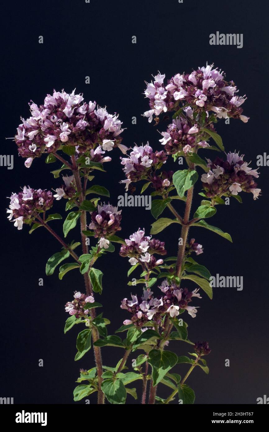 Dost ; Origanum vulgare ; Oreganum ; Wilder ; Majoran ; Banque D'Images