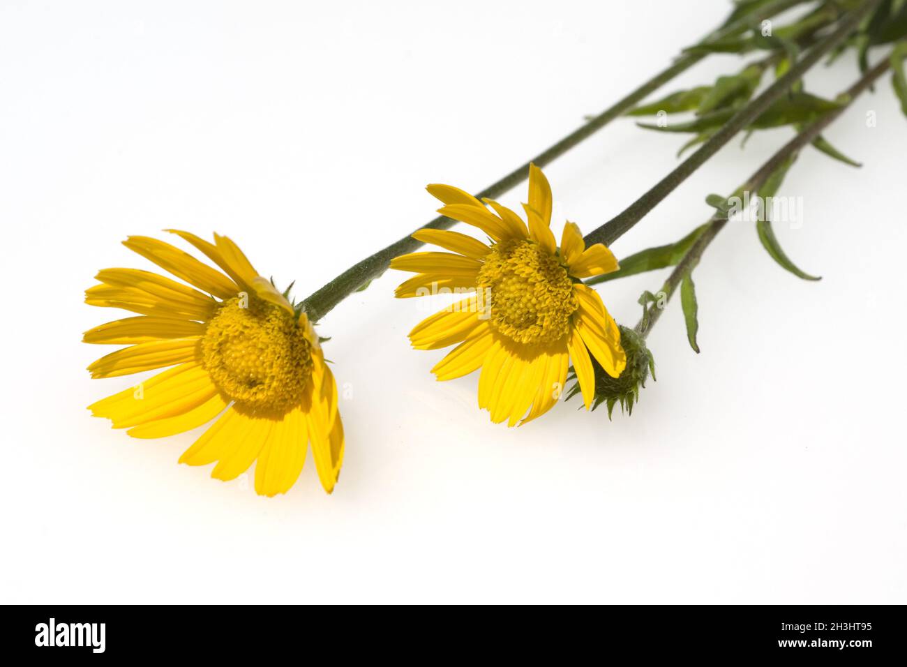 Œnox, Buphthalmum, salicifolium, Banque D'Images