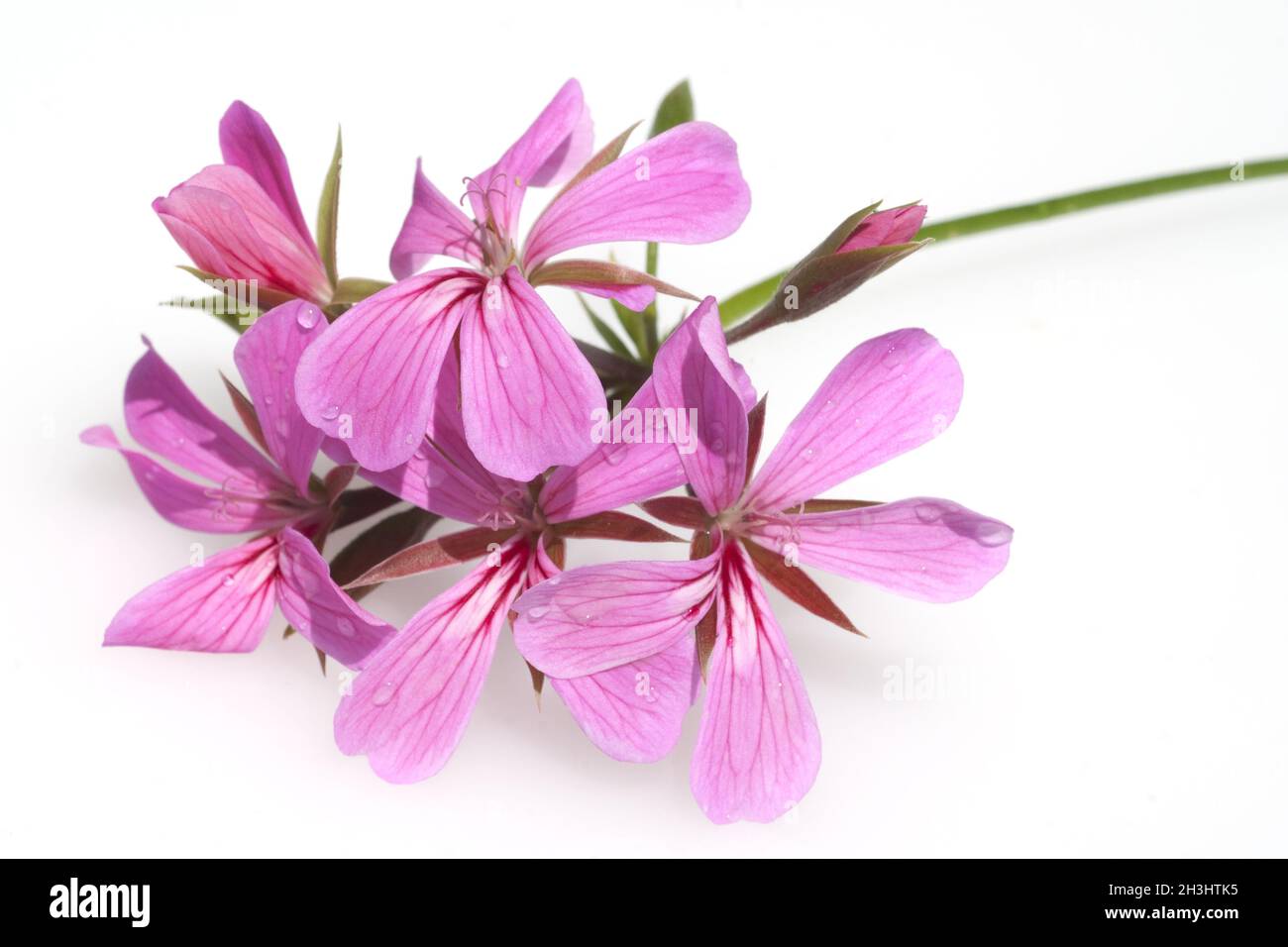 Géraniums, hybrides peltatum, Banque D'Images
