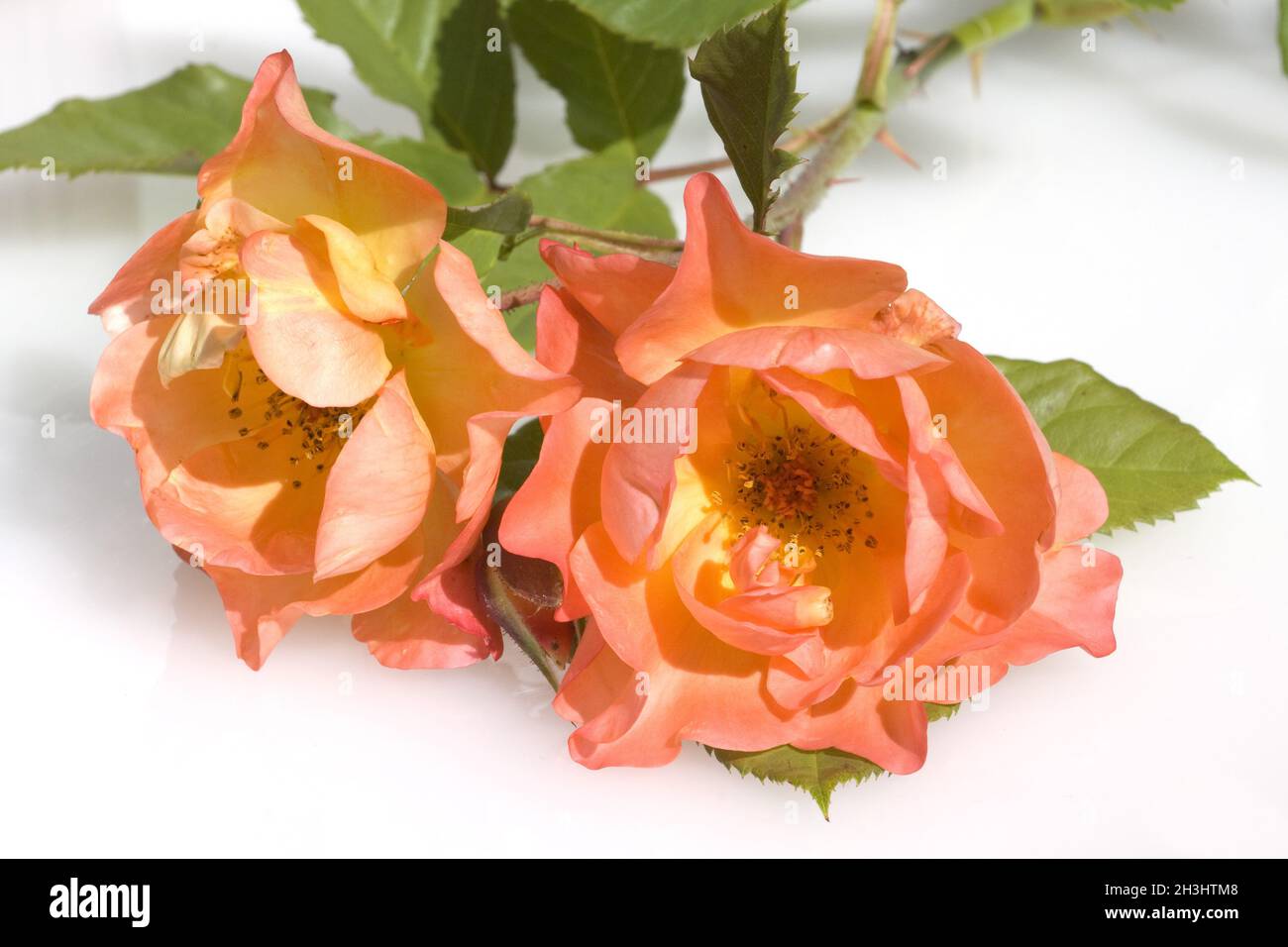 Westerland, rose arbuste, Banque D'Images