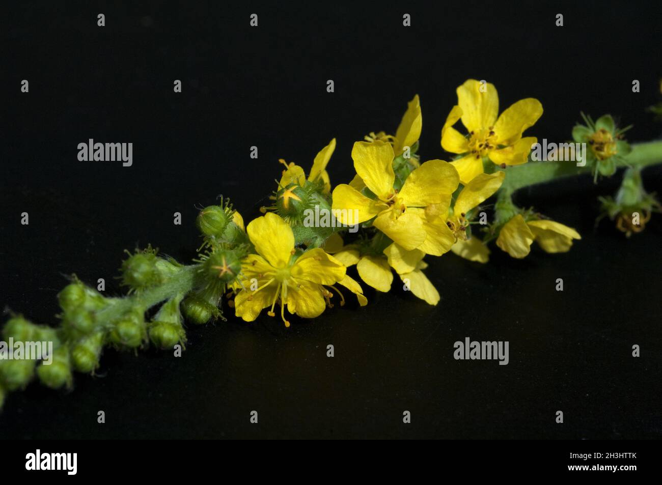 Odermenning ; Agrimonia Eupatoria Aigremoine, Bachbluete ; ; ; Banque D'Images