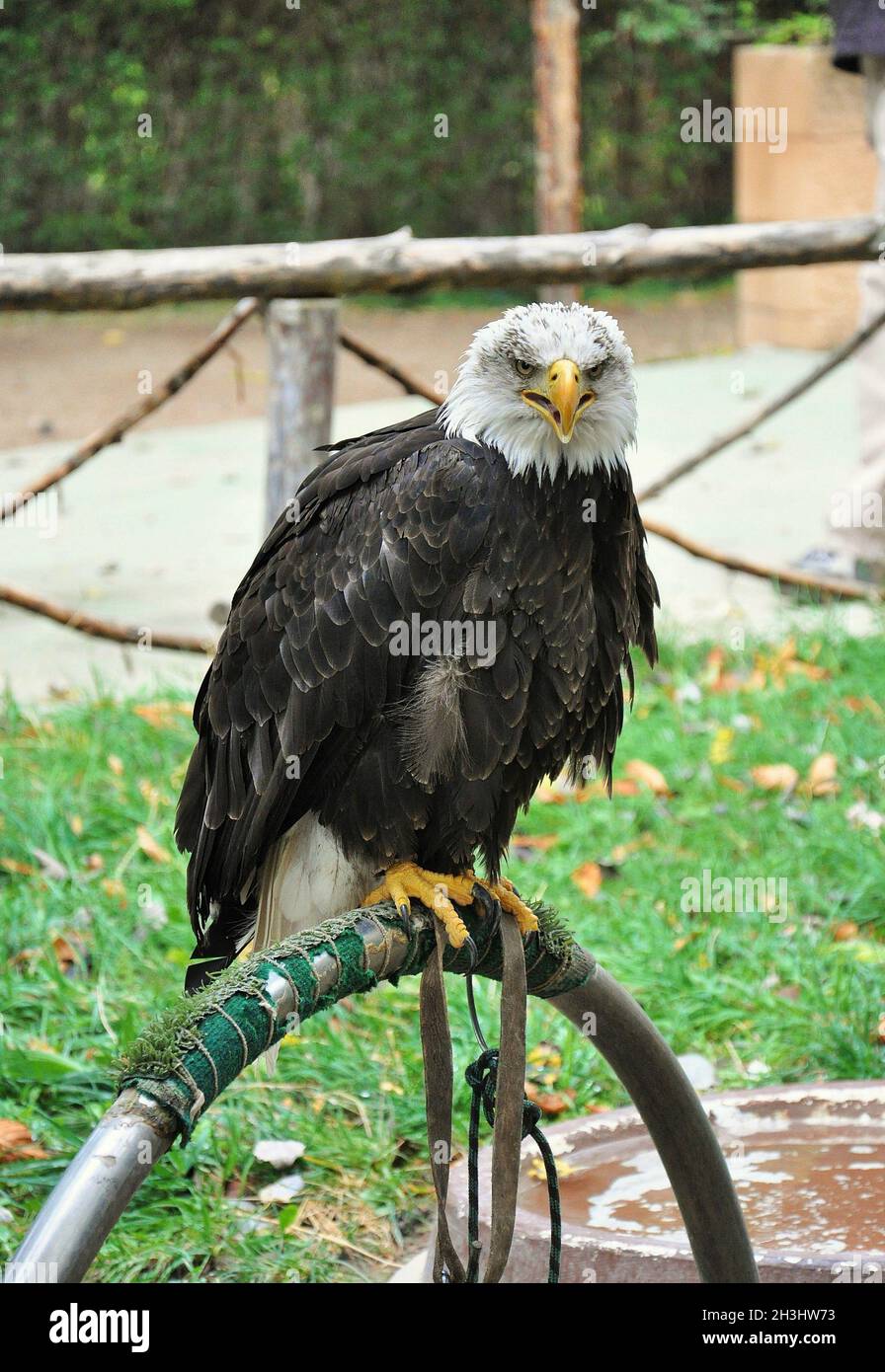 Exposition d'oiseaux au monastère de Pierre à Nuévalos, région de Calatayud, Aragon, Espagne Banque D'Images