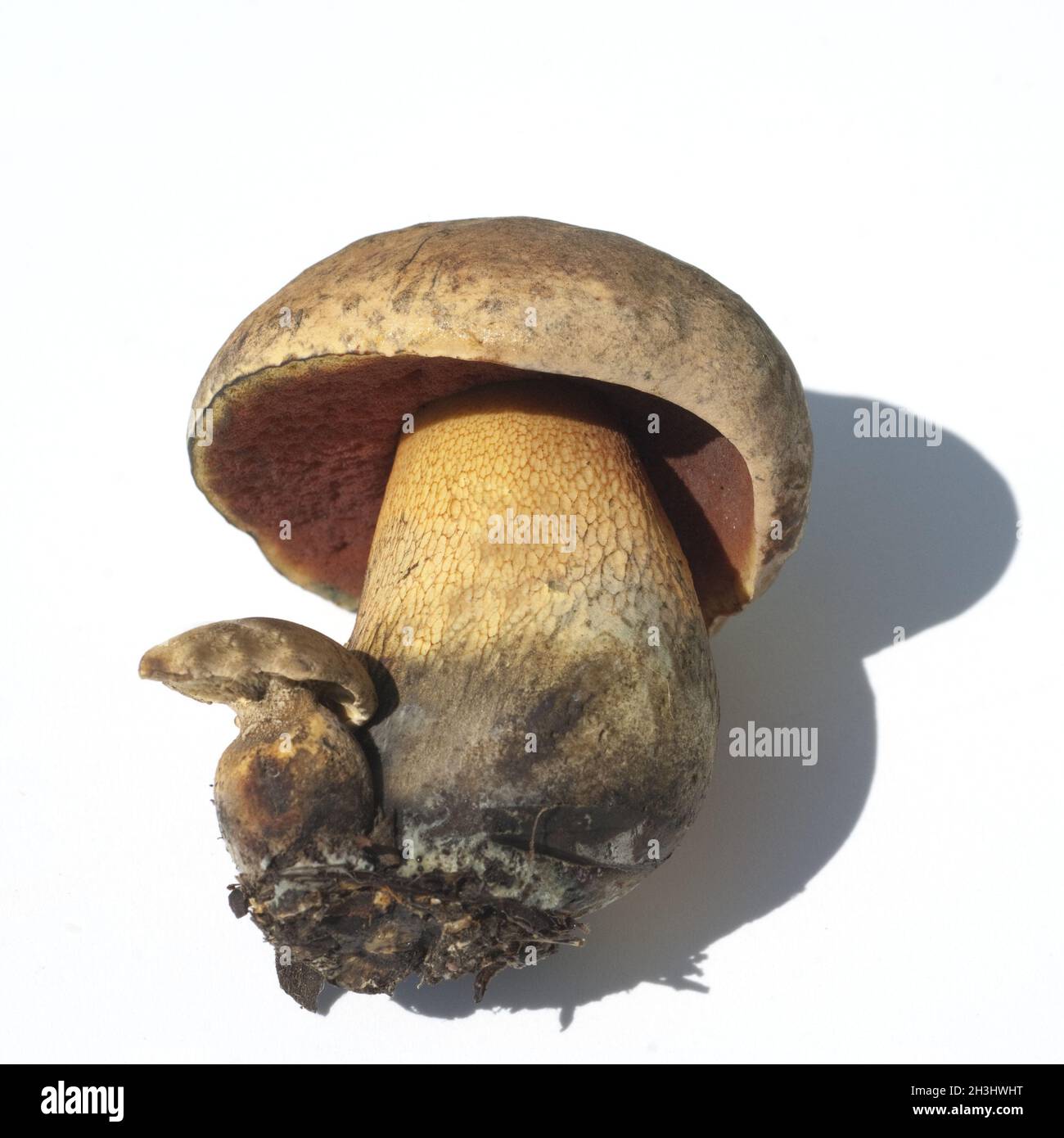 Hexenroehrling Netzstielige Hexen-Roehrling,,, Boletus luridus,, Banque D'Images