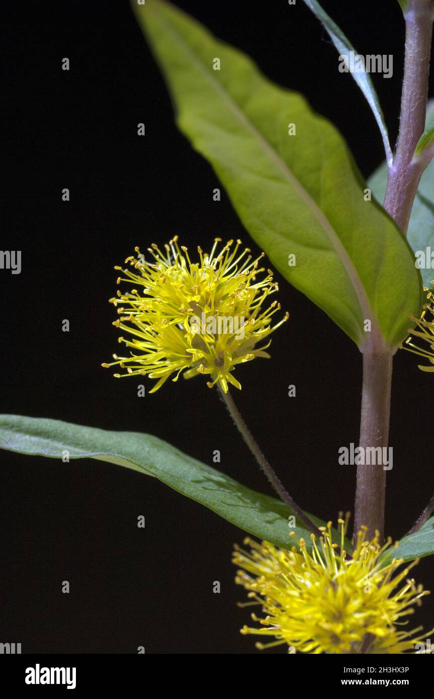 Straussbluetiger, loosestrife; Lysimachia thyrsiflora; Banque D'Images