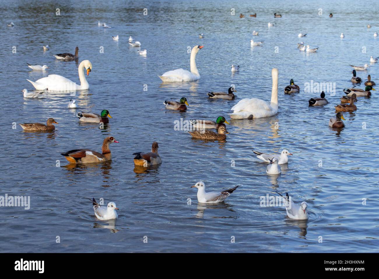 La sauvagine, ou la volaille sauvage nageant sur le Grand large, le parc Whitilingham, Norwich.Mallard, Cygnes muets, introduit l'OIE égyptienne, dans le premier-sol, noir- Banque D'Images