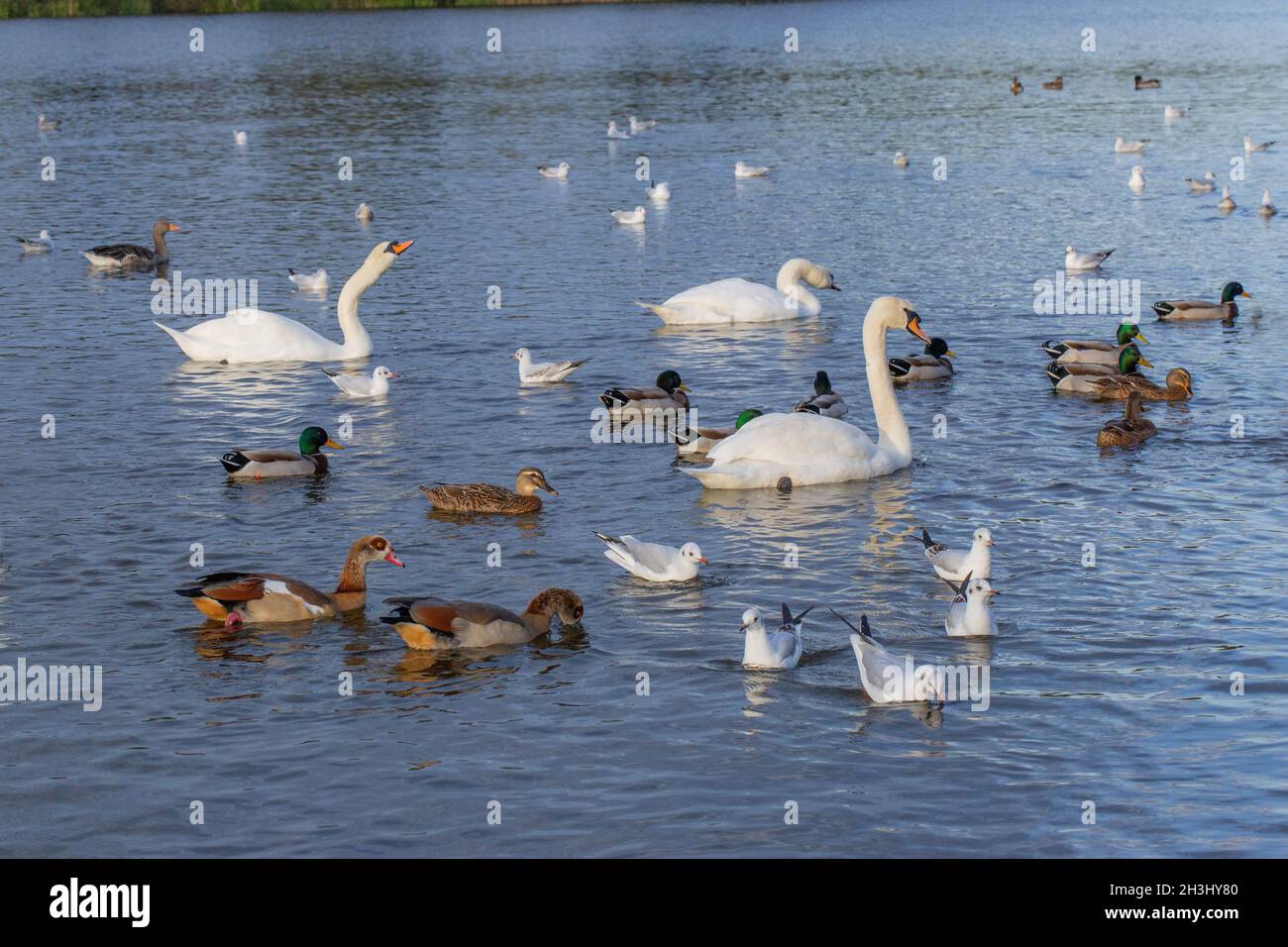La sauvagine, ou la volaille sauvage nageant sur le Grand large, le parc Whitilingham, Norwich.L'OIE du Graylag, le Canard colvert, les Cygnes muets, introduit l'OIE égyptienne, le Black-h. Banque D'Images