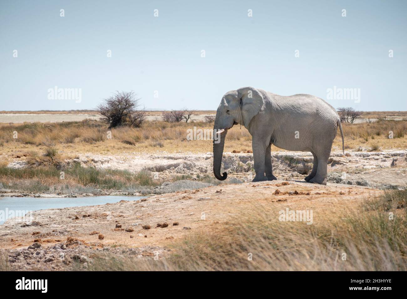 Éléphant sauvage près du trou d'eau dans la réserve nationale d'Etosha en Namibie Banque D'Images