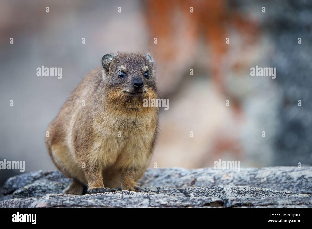 Hyrax ou Dassie (Procavia capensis).Hermanus.Côte des baleines.Overberg.WESTERN Cape.Afrique du Sud Banque D'Images